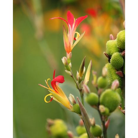 Semillas de Ca�a de las Indias. Canna Indica. 100 Semillas