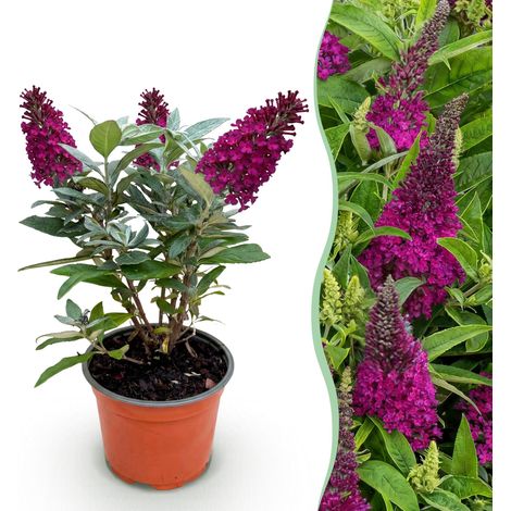 Arbre aux Papillons Buddleja davidii Little Ruby Arbuste Compact Rouge 1 Plante Pot 12 cm - PANGIVO (1/5)