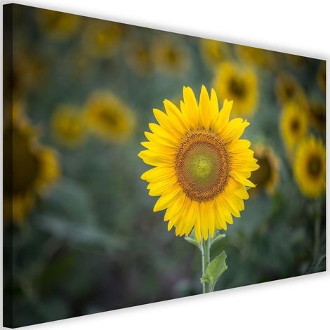 Tableau sur toile Tournesol Nature Fleurs 60x40 (1/5)