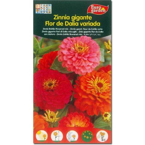SEMILLAS FITO FLORES ZINNIA GIGANTE FLOR DE DALIA VARIADA=00607