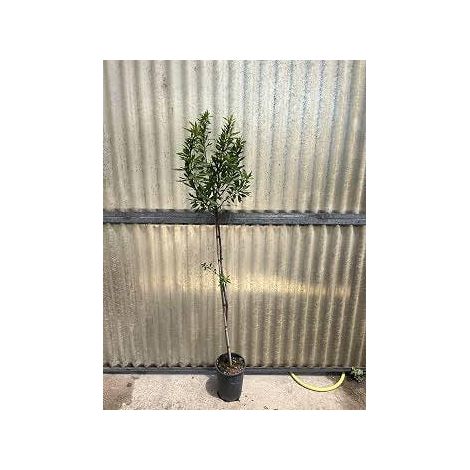 1 plant /tree (approx 1m) - Prunus dulcis var. (genco)