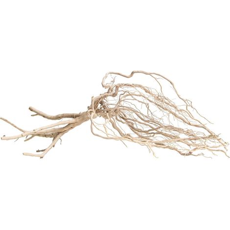 PROGROW AMAZON RAÍCES 25-35CM 1 UD.