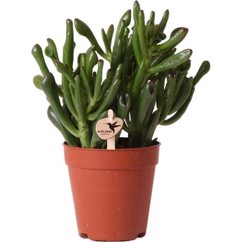 Plante Verte Succulente Crassula d'Intérieur Facile d'Entretien avec Pot Ø 9 cm - PANGIVO (1/4)