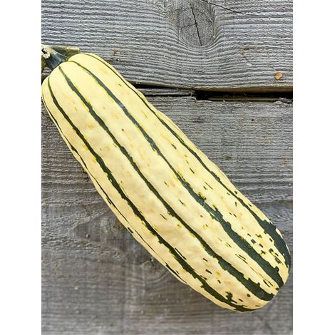 Courge 'Sweet Potato' le sachet de 15 graines environ (1/2)