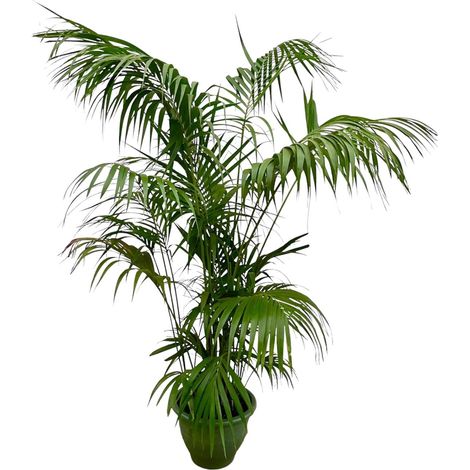 Palmier Kentia XXL Plante d'Intérieur Tropicale Vert Hauteur 260 cm Pot ø32-40 cm - PANGIVO (1/4)