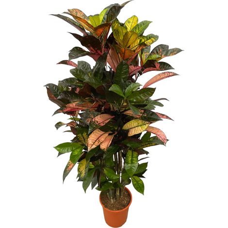 Croton Codiaeum Iceton Plante d'Intérieur Ramifiée Feuillage Multicolore 100 cm Ø 24 cm - PANGIVO