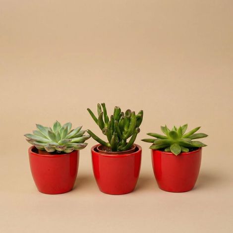 Lot de 3 Plantes Succulentes Naturelles avec Mini Pots en Céramique Rouge pour Intérieur - PANGIVO (1/4)