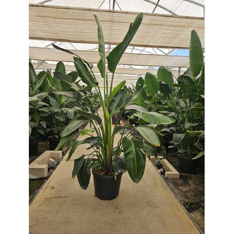 STRELITZIA NICOLAI (STERLIZIA GIGANTE) VASO 50 H.230/250 (1/4)