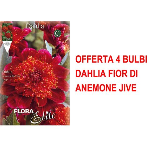 OFFERTA 4 BULBI DAHLIA FIOR DI ANEMONE JIVE BULBO BULBS