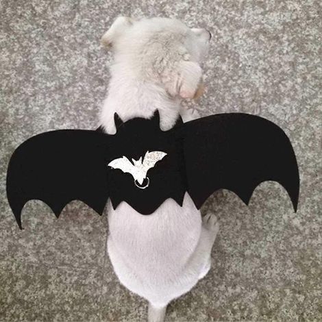 Costume d'ailes de chauve-souris pour chien, déguisement de vampire, ailes de Batman, harnais de marche, gilet, décoration pour fête, festival, Halloween (1/5)
