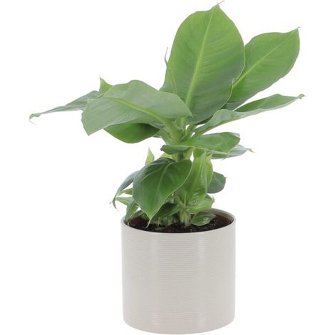 Pianta di Banano Musa Acuminata Dwarf Cavendish con Vaso in Ceramica Sesame - Altezza 35-45 cm Vaso da Coltura Ø 13 cm