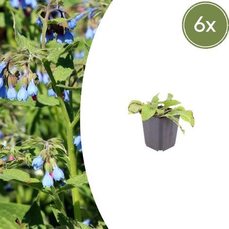 Plante Vivace Couvre-Sol Symphytum grandiflorum Wisley Blue Fleurs Bleues Lot de 6 (1/5)