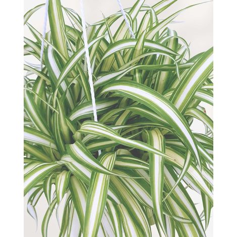 2 small plants- Spider Plant Chlorophytum comosum variegated inverted