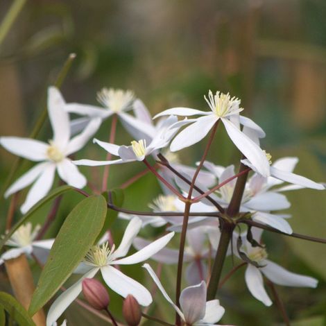 Clématite armandii Little White Charm/Pot de 3L - Echelle bambou 60/120 cm (1/3)