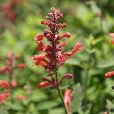 4 x Agastache à odeur de fenouil 'Kudos Red' - godet 9x9 cm (1/4)