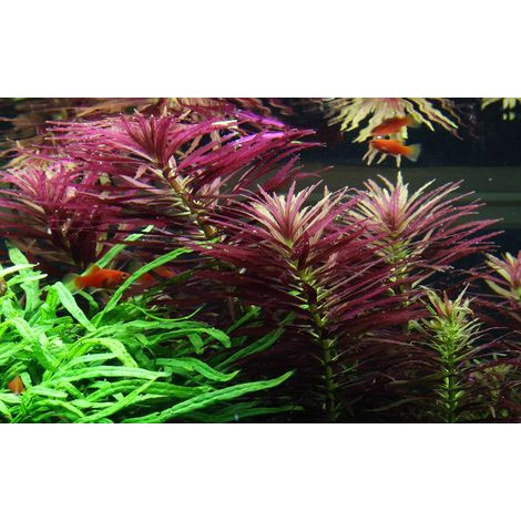 Aquarium Pflanze Limnophila hippuridoides Nr.047C