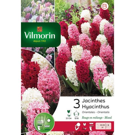 Vilmorin Jacinthe Rouge En Mélange (x3) (1/3)