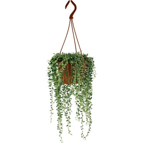 Senecio Herreianus Plante Tombante Succulente Collier de Perles Ø12 cm Hauteur 20 cm - PANGIVO (1/4)