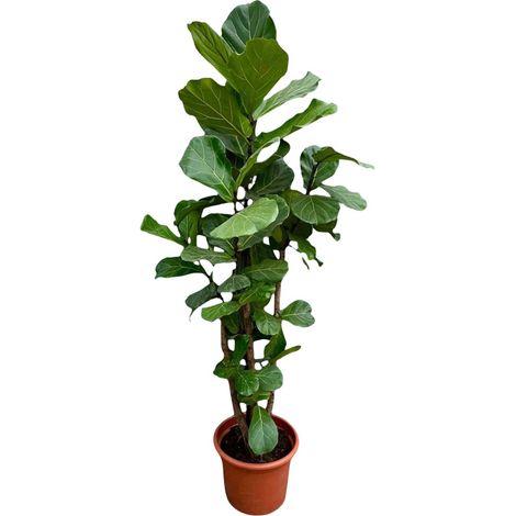 Ficus Lyrata Figuier Lyre Ramifié XXL Plante Verte d'Intérieur Vert 200 cm - PANGIVO (1/5)