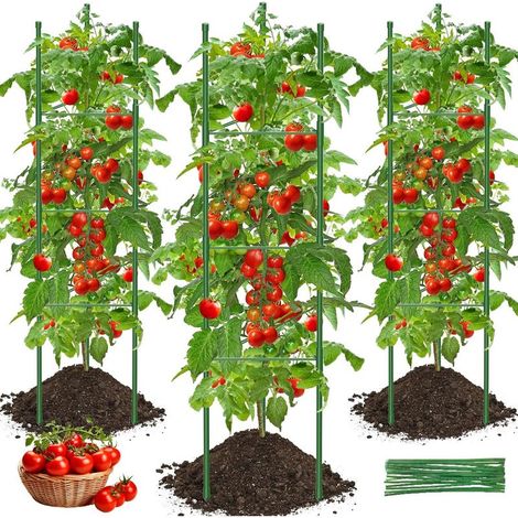 Support à tomates, trois pièces, 120 cm de haut, trois poteaux, six clips. (1/5)