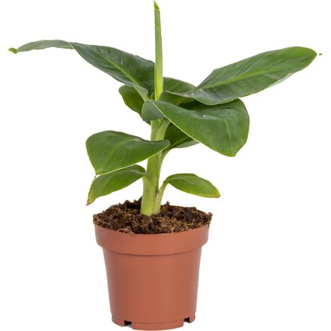 Bloomique - Musa Dwarf Cavendish - Bananier nain - Plante d’intérieur - Dépolluante - Sans danger pour les animaux - 20-30 cm de haut - Pot 12 cm