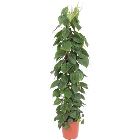 Philodendron Scandens sur Tuteur Grillage - Plante Verte d'Intérieur - Hauteur 150 cm - Ø27 cm - PANGIVO (1/4)