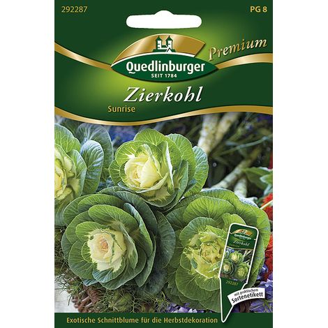 Quedlinburger Saatgut – Chou d'ornement « Sunrise » – Graines de fleurs, chou à longue tige pour la coupe, hauteur env. 40 cm