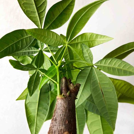 Pachira Aquatica Bonsai in Ciotola da 17cm