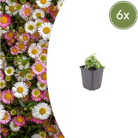 Lot de 6 Vergerettes du Mexique Erigeron karvinskianus Fleurs Blanc et Rose 10-25 cm Ø 9 cm - PANGIVO (1/5)