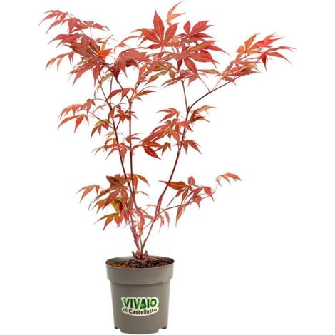 Acero rosso giapponese "Acer palmatum Momiji" pianta a cespuglio in vaso 2 litri h. 150/200 cm (1/5)