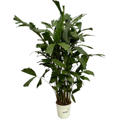 Palmier Caryota Mitis - Plante d'Intérieur Tropicale Queue de Poisson - 120 cm - Ø21 cm - PANGIVO (1/4)