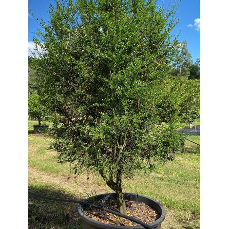 Limone caviale rosso "Citrus australasica" pianta di Finger Lime in mastello ø40 cm (1/5)