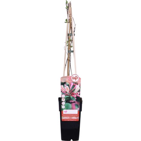 Lonicera periclymenum 'Belgica' Plante Grimpante à Fleurs Rouge et Blanc, Feuillage Vert Foncé, Hauteur 65 cm, Lot de 3 - PANGIVO (1/3)