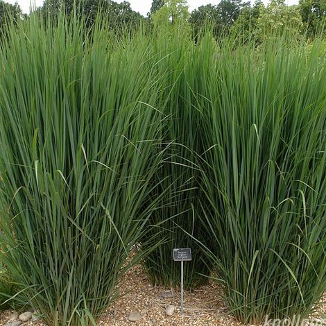 4 x Panic effilé - Panicum 'Northwind' - godet 9x9 cm