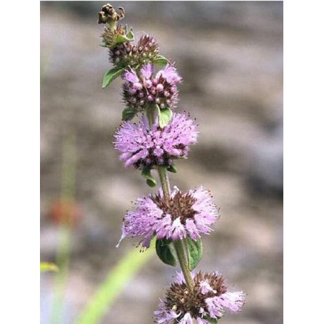 Menthe pouillot Godet de 8/9 cm