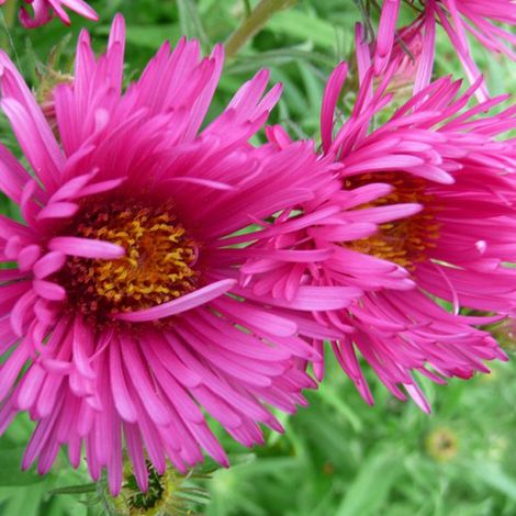 4 x Aster de la Nouvelle-Angleterre 'Andenken An Alma Potschke' (1/4)