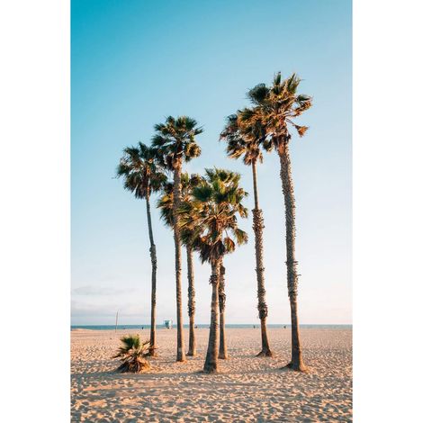 Tableau sur verre synthétique palm trees 65x97 cm - Impression sur Verre synthétique - Image HD  imprimée sur Verre synthétique - Tableau mural décoratif - Fabriqué en France (1/5)