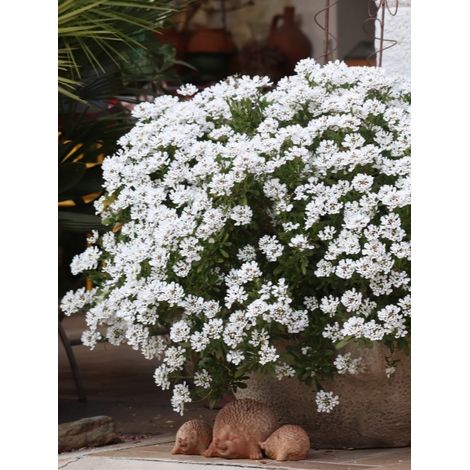 Corbeille d'argent 'Appen-Etz' Godet de 8/9 cm (1/2)