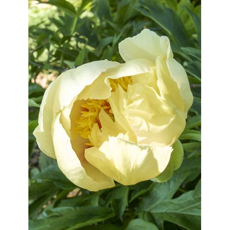 Pivoine Itoh 'Wiking Full Moon' Pot de 3L/4L