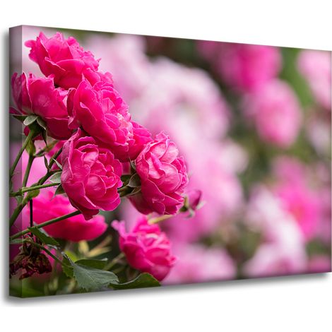 Leinwanddruck „Botanische rosa Rosen“, 70 x 50 cm