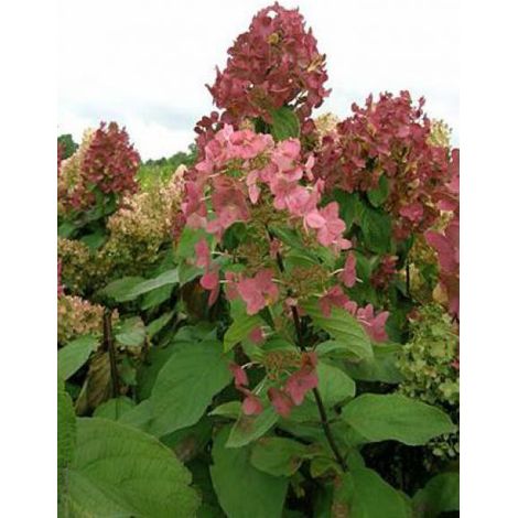 Hortensia paniculé 'Mega Mindy'® Pot de 2L/3L