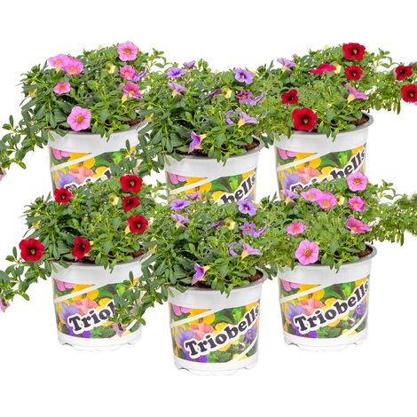 Bloomique - Lot de 6 - Calibrachoa - Mini-pétunias - Mélange de couleurs - Plantes de massif - Plantes de jardin - 15-20 cm de haut - Pot 10,5 cm