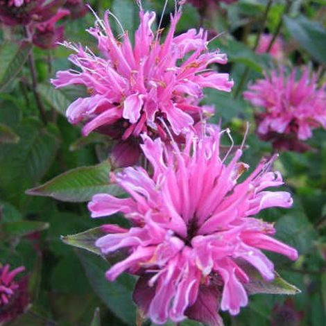4 x Monarde  - Monarda 'Twins'  - godet 9x9 cm (1/4)