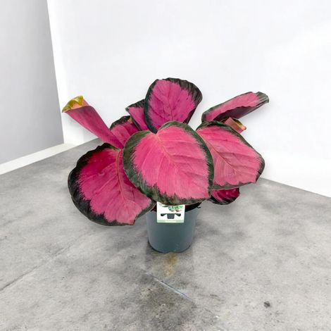 Gardenaria Calathea roseopicta 'Crimson' - Pianta da interno ornamentale - Altezza: 45 cm (vaso 14) (1/5)
