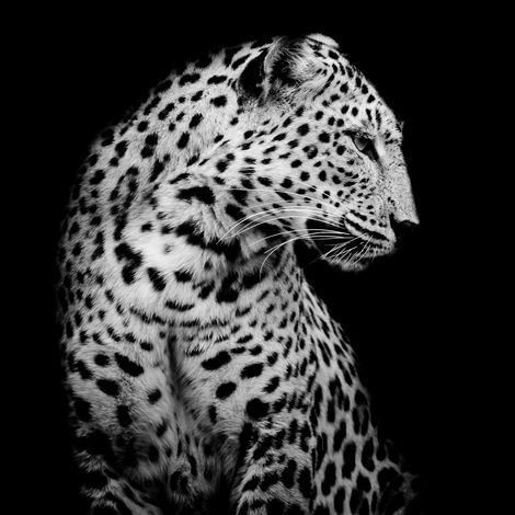 Tableau sur toile guépard distrait 30x30 cm - Impression sur Toile Murale Décorative - Image imprimée en HD sur Toile - Toile sur Châssis en Bois FSC - Fabriqué en France (1/5)