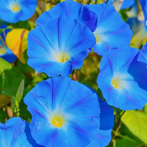50 pièces Graines de Fleurs Liseron Bleu – Plante Grimpante Jardin, Facile à Cultiver, Engrais Inclus et Floraison Longue (1/5)