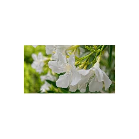 nerium oleander - 3 cuttings  white single