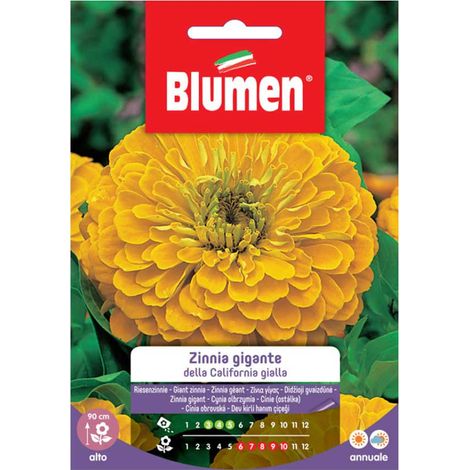 SEMI ZINNIA GIGANTE GIALLA CALIFORNIA BLUMEN