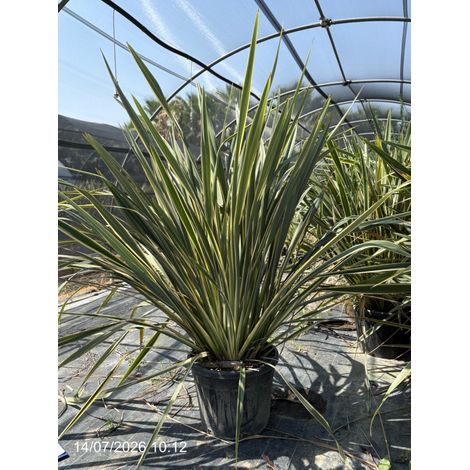 PHORMIUM TENAX VASO 60 Lt.70