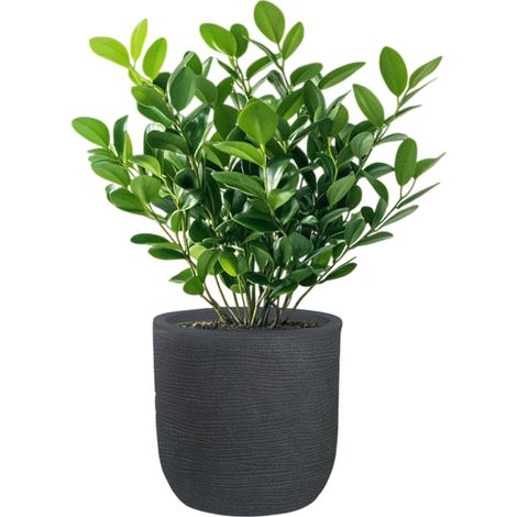 Vase Cylindrique En Résine Raffaello Grigio 35X34Cm Pour Plantes D'Intérieur Et D'Extérieur (1/5)